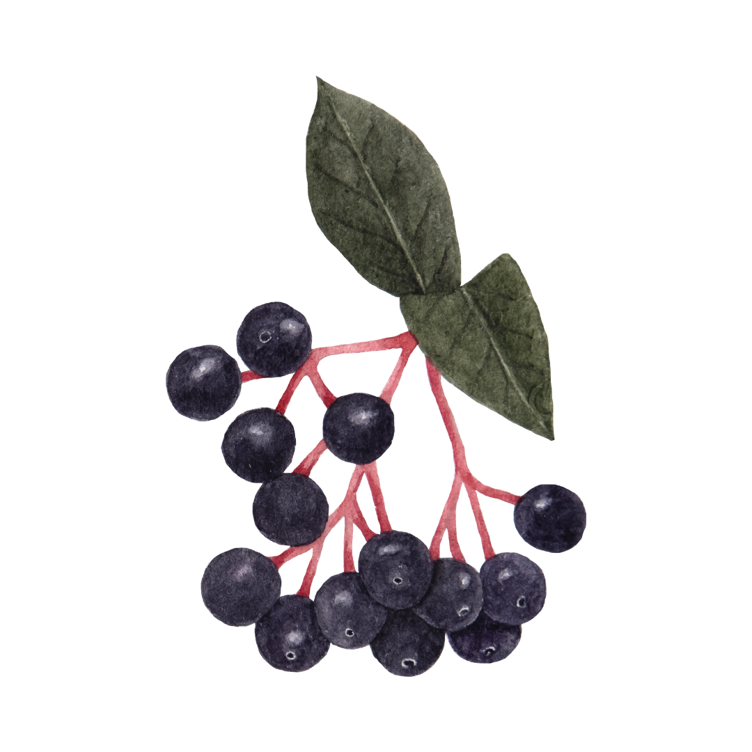 Elderberry Syrup – drsallysbotanicals