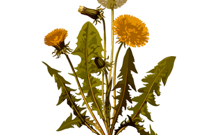 Dandelion